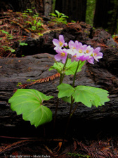 Enlarge photo 44