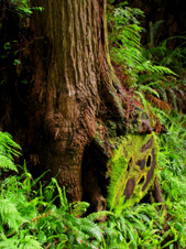 Enlarge photo 50