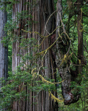 Enlarge photo 184