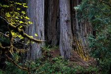 Enlarge photo 59