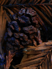Enlarge photo 78