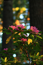 Enlarge photo 150