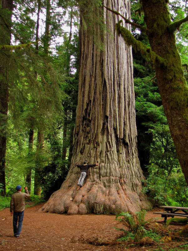 IMAGE: http://photos.imageevent.com/mdvaden/redwoods/large/Redwood_2.jpg