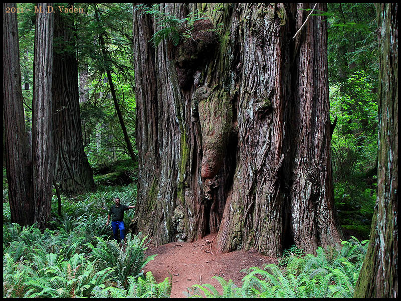 Redwood_Growth.jpg