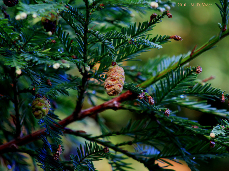 IMAGE: http://photos.imageevent.com/mdvaden/redwoods/large/redwood_cone1200B.jpg