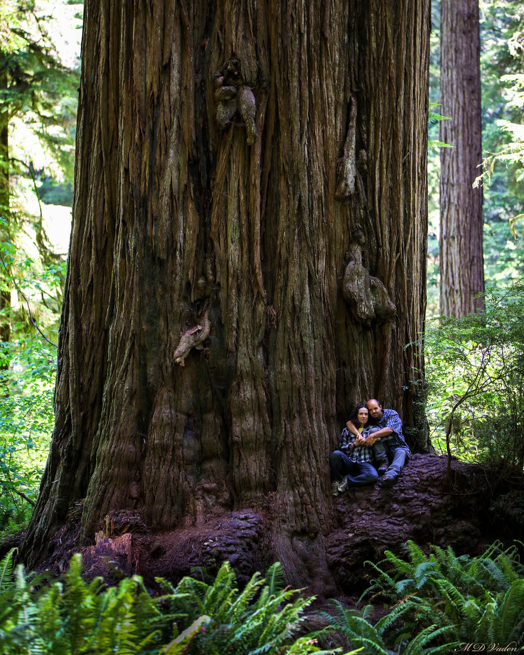 IMAGE: http://photos.imageevent.com/mdvaden/redwoods2/giant/Clarks_Creek_Burl_14mdv.jpg