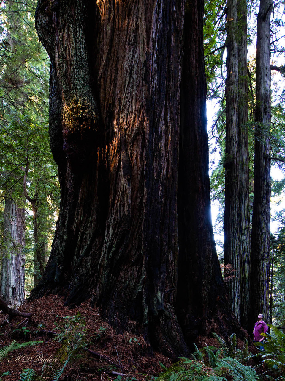 IMAGE: http://photos.imageevent.com/mdvaden/redwoods2/giant/Darth_Vader_12mdv.jpg