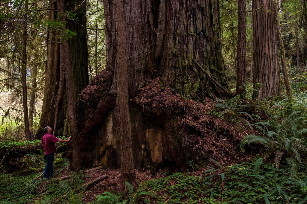 IMAGE: http://photos.imageevent.com/mdvaden/redwoods2/huge/Burl_Olympian_Grv.jpg