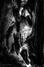 Enlarge photo 99