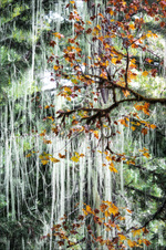Enlarge photo 110