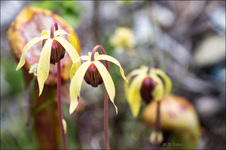 Enlarge photo 129