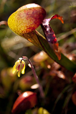 Enlarge photo 73