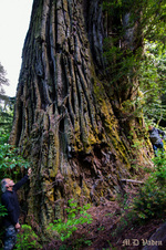 Enlarge photo 68