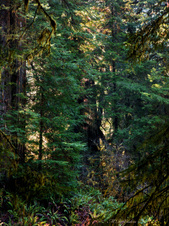 Enlarge photo 171