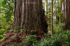Enlarge photo 143