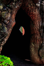 Enlarge photo 121