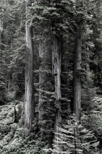 Enlarge photo 98
