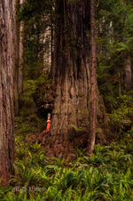 Enlarge photo 56