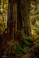 Enlarge photo 37