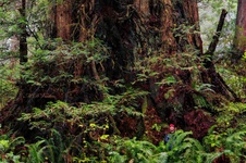 Enlarge photo 169