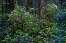 Enlarge photo 79
