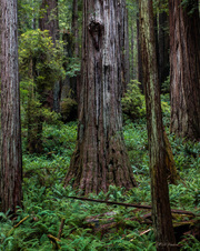 Enlarge photo 181