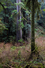 Enlarge photo 176