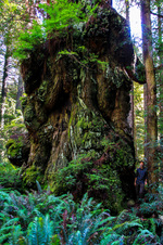 Enlarge photo 55