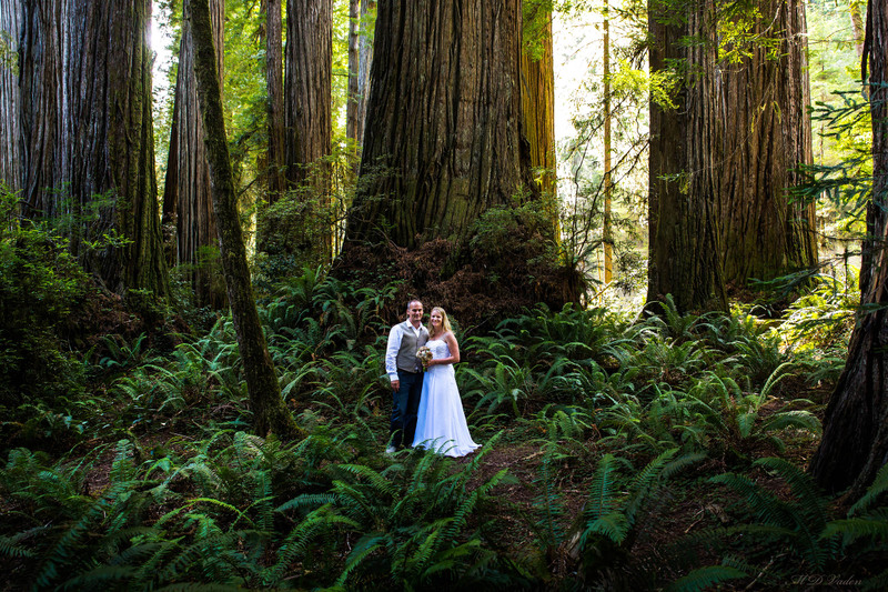 IMAGE: http://photos.imageevent.com/mdvaden/redwoods2/large/M_J_23_1600mdv.jpg