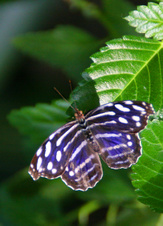 Enlarge photo 23