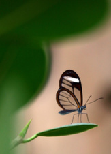 Enlarge photo 1