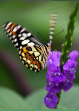 Enlarge photo 19