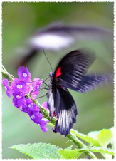 Enlarge photo 17
