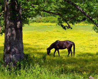 Enlarge photo 62