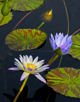 Enlarge photo 63