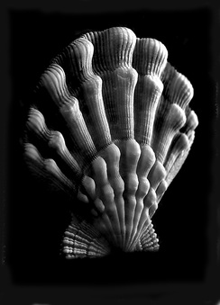 Enlarge photo 100