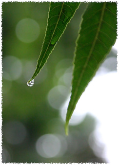 Enlarge photo 129