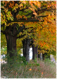 Enlarge photo 130