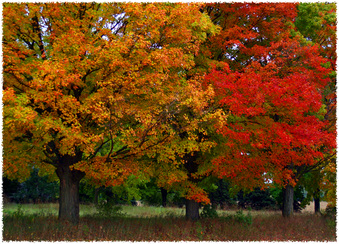Enlarge photo 131