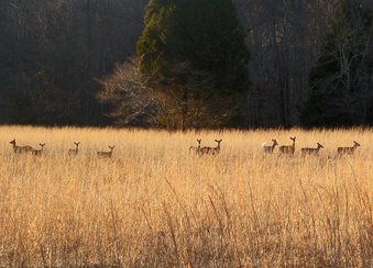Enlarge photo 184