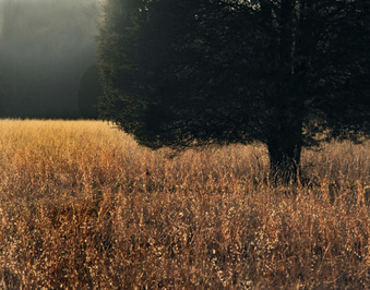 Enlarge photo 186