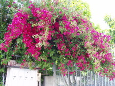 Enlarge photo 851