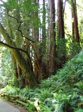 Enlarge photo 196