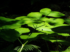 Enlarge photo 198