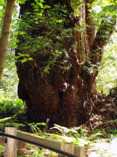 Enlarge photo 207