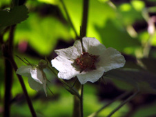 Enlarge photo 216