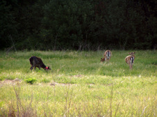 Enlarge photo 465