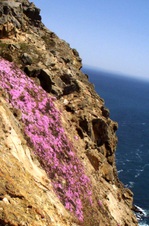 Enlarge photo 517