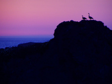 Enlarge photo 325