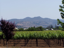 Enlarge photo 238